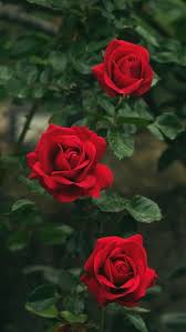 Soft Elegance Love Rose Flower Flower Aesthetic Beautiful Flowers Wallpapers