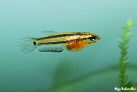 Contact betta macrostoma on messenger. Betta Macrostoma Brunei Beauty Seriously Fish