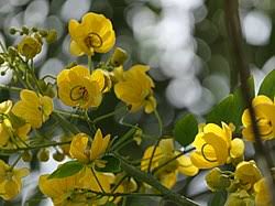 Image result for Senna spectabilis