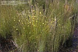 Image result for Xyris sp.nov.