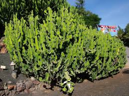 Image result for Euphorbia transvaalensis