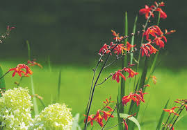 Image result for Crocosmia