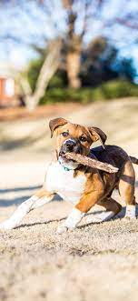 Pin On Dogs