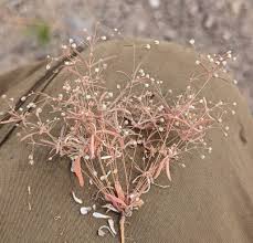 Image result for Hypertelis umbellata