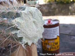 Glasses fox cactus patches cap shoe iron on embroidered appliques diy apparel accessories patch for clothing fabric badges bu147 check here: How To Save A Cactus Plant That Is Rotting From The Top Youtube