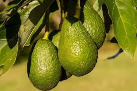 Seed germination is the very first step to growing cannabis germination is the process of inducing sprouting to your seeds. Avocado Seed Germination Time Temperature Process Gardening Tips