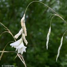 Image result for Dierama