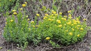 Image result for Lotus namulensis