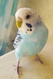 Periquito Budgies Cute Birds Pet Birds