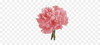 Check spelling or type a new query. Carnation Pink Carnation Flower Seeds Free Transparent Png Clipart Images Download