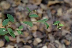 Image result for Synaptolepis