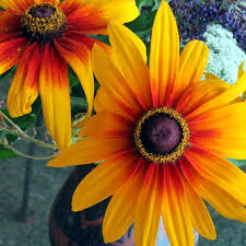 Image result for Gloriosa sessiliflora