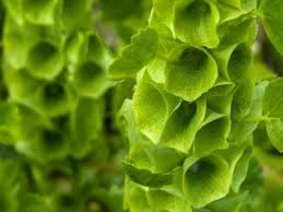 We did not find results for: Perennials With Lime Green Flowers Chartreuse Perennials For Gardens