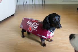 Henry The Hotdog As Coke Dachshund Dachshund Puppies Dachshund Dog Weiner Dog