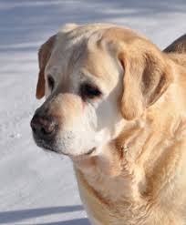 Lancaster puppies advertises puppies for sale in pa, as well as ohio, indiana, new york and other states. Labrador Puppies For Sale Dog Breeders In Ohio Amber Sky Farms