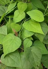 Hai semuanya kali ini sy akan menunjukkan pada kalian resep membuat cincau hijau anti gagal bahan. Mengenal 8 Macam Tanaman Cincau Yang Punya Banyak Manfaat