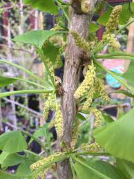 Maybe you would like to learn more about one of these? Best In Horticulture On Twitter My Ginkgo Biloba Palo Alto In Flower Pity That There Are No Ladies In Flower In The Collection For Him To Pollinate Https T Co Xujdzjmsxl