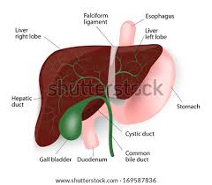The liver has structural location of liver in the human body. Human Liver Anatomy Liver Gallbladder Royalty Free Stock Vector 165558941 Avopix Com