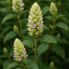Image result for Flemingia strobilifera