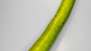 Grow A Special Squash Next Season Finegardening
