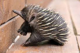 Rescued Echidna Puggle Is Your New Favorite Echidna Puggle Echidna Puggle Echidna Australia Animals