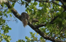Esquirol gegant de l'índia (r. Rodentia By Simonsnature Com