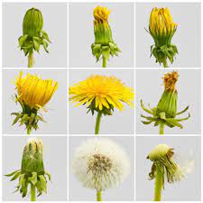 What Is A Product Life Cycle Life Cycles What Is A Product Flower Life Cycle