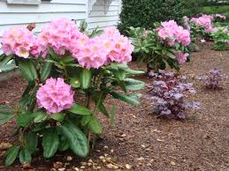 Scintillation Rhododendron Foundation Planting Plants Front Yard