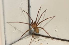 Brown recluse spiders are venomous and controlled with regular pest control services. How To Get Rid Of Brown Recluse Spiders A N T Pest Control New Lenox