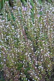 Image result for Clinopodium uhligii