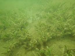 Image result for Inhambanella