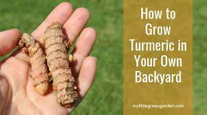 We also recommend soaking them for an hour or two in tepid water before planting them. How To Grow Turmeric In Your Own Backyard My Little Green Garden
