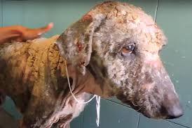 4.3 out of 5 stars 63. How To Get Rid Of Sarcoptic Mange Protect Yourself From Scabies Control Infestation Nexles