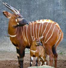 Naselyayut Centralnuyu Afriku Ot Serry Leone Do Kenii I Ugandy Sreda Obitaniya Lesa S Gustym Podleskom Mozhet Pro Rare Animals Animals Beautiful Animals Wild
