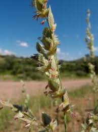 Image result for Eragrostis porosa