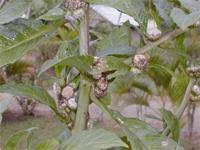 Image result for Struchium