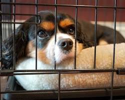 dog in a crateの画像