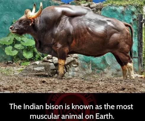 Indian bison, the largest wild cattle species