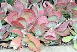 Image result for Kalanchoe hametiorum