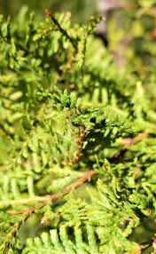 Image result for Libocedrus plumosa