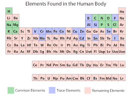 chemical elements of the human body ask a biologist