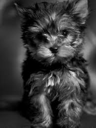 Image result for white yorkshire terrier