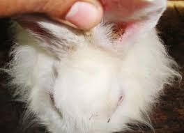 Image result for scabies rabbits ears