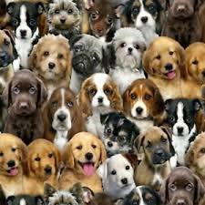 Find the right breed, and the some puppies for sale may be shipped worldwide and include crate and veterinarian checkup. Fabric Dogs Puppies Real Multi Packed Elizabeth Cotton 1 4 Yard New 3800 Ebay