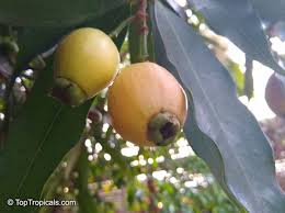 Image result for Syzygium jambos