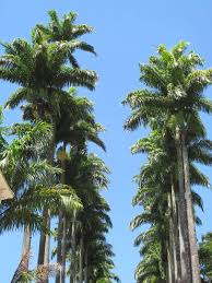 Image result for Roystonea oleracea