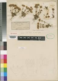 Image result for Faroa salutaris