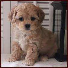 January 22, 2021 ready to go end of march!! Shichon Poo Apricot Female Teddy Bear Puppies Teddy Bear Dog Poochon Puppies