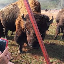331 yorum, makale ve 290 resme bakın. Things To Do In Asheville Tour Our Bison African Watusi North American Elk Himalayan Yak And Deer Dr King S Farms
