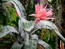 Well written and the plant pictures are excellent. Aechmea Fasciata Primera Bbc Gardeners World Magazine